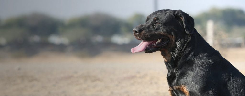Labrottie: labrador kruising tussen Labrador en Rottweiler met typische kenmerken van beide ouderrassen