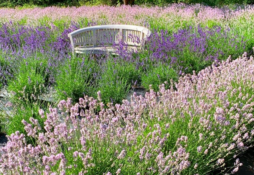 Houten tuinbank in een goed ingerichte tuin met groene planten en natuurlijke materialen