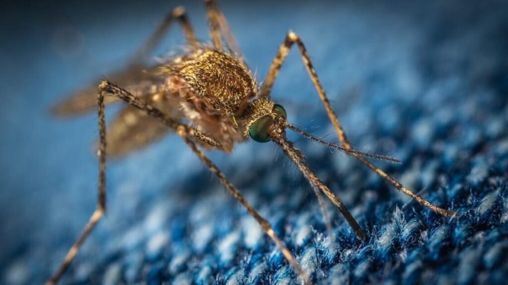 Voorzethorren met fijnmazig gaas beschermen tegen muggen en andere insecten terwijl lucht doorlaat